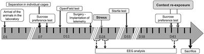 Steady electrocorticogram characteristics predict specific stress-induced behavioral phenotypes